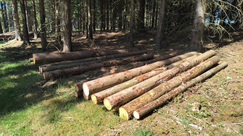 DREWNO ŚWIERKOWE OKRĄGŁE W KORZE 