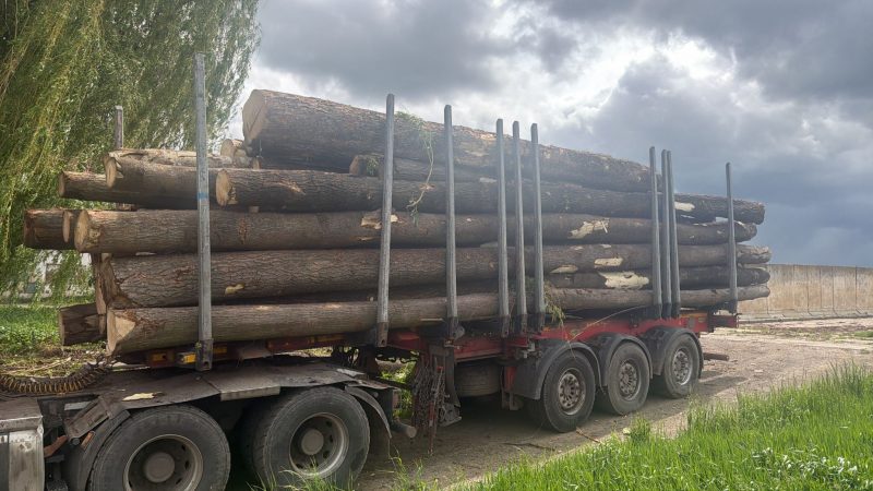 DREWNO LIPOWE OKRĄGŁE W KORZE 