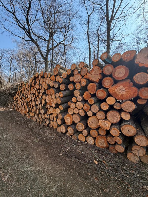 DREWNO OLCHOWE OKRĄGŁE W KORZE 
