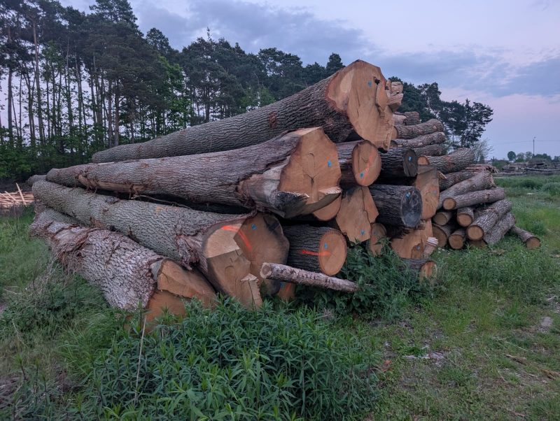 DREWNO DĘBOWE OKRĄGŁE W KORZE 