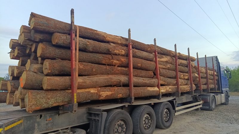 DREWNO DĘBOWE OKRĄGŁE W KORZE 