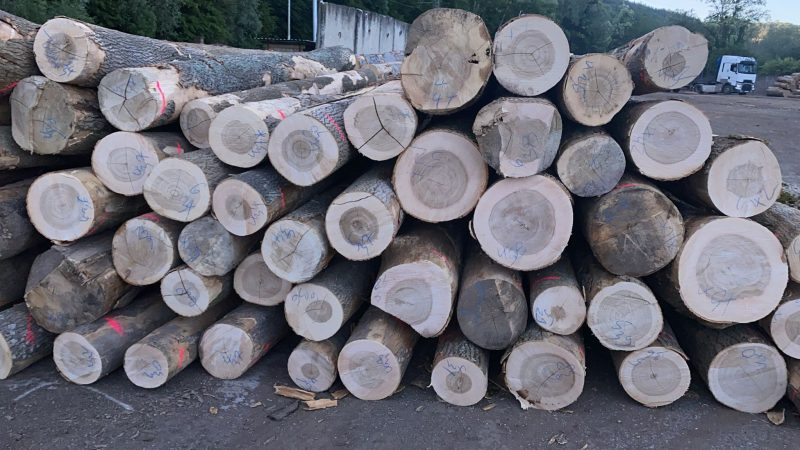 DREWNO JESIONOWE OKRĄGŁE W KORZE 