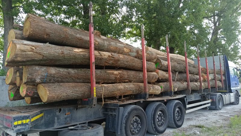 DREWNO DĘBOWE OKRĄGŁE W KORZE 