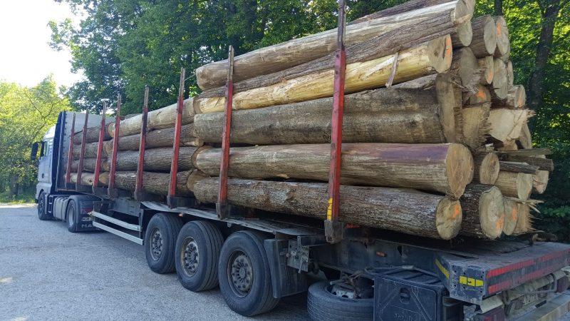 DREWNO LIPOWE OKRĄGŁE W KORZE 