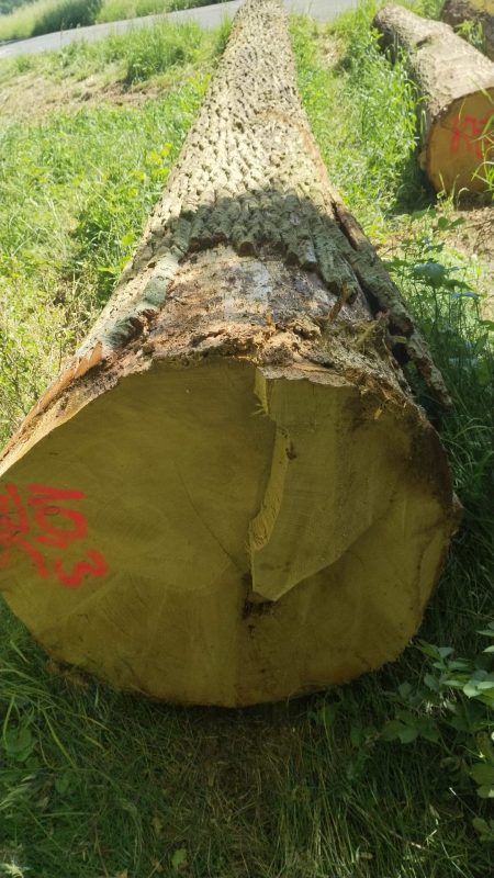 DREWNO DĘBOWE OKRĄGŁE W KORZE 