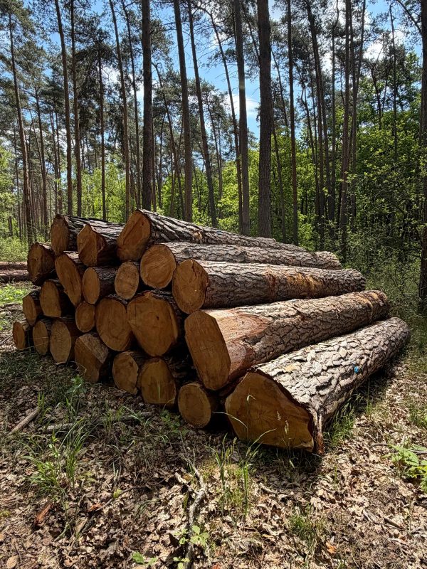 DREWNO SOSNOWE OKRĄGŁE W KORZE 
