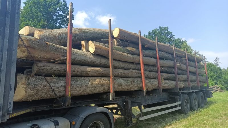 DREWNO LIPOWE OKRĄGŁE W KORZE 
