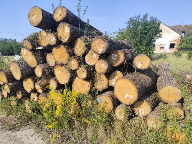 DREWNO DĘBOWE OKRĄGŁE W KORZE 