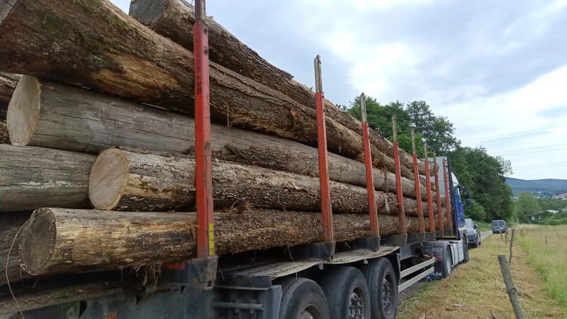 DREWNO DĘBOWE OKRĄGŁE W KORZE 