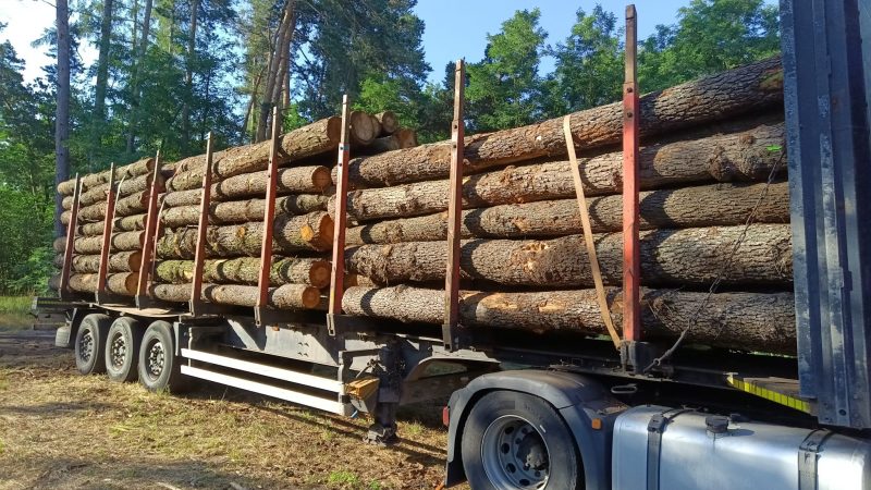 DREWNO OLCHOWE OKRĄGŁE W KORZE 