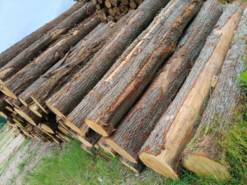 DREWNO DĘBOWE OKRĄGŁE W KORZE 