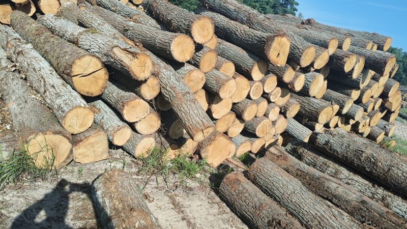 DREWNO DĘBOWE OKRĄGŁE W KORZE 