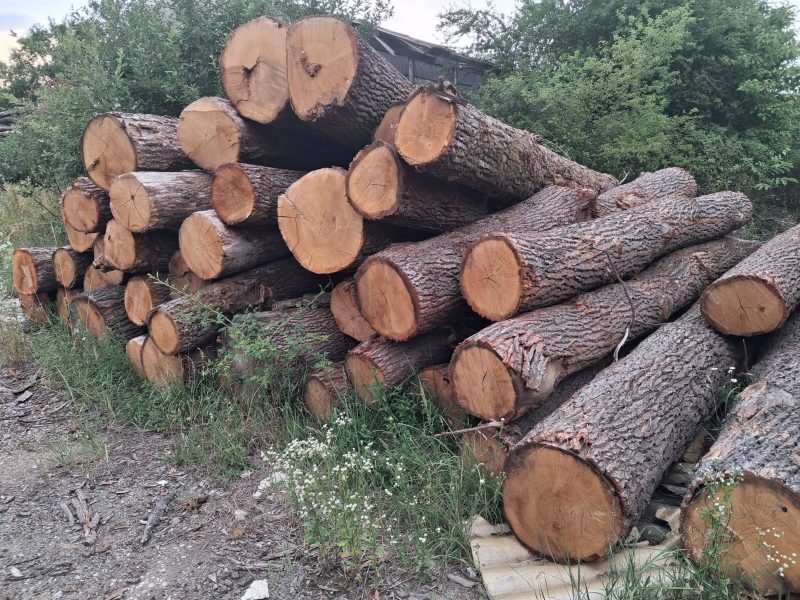 DREWNO DĘBOWE OKRĄGŁE W KORZE 