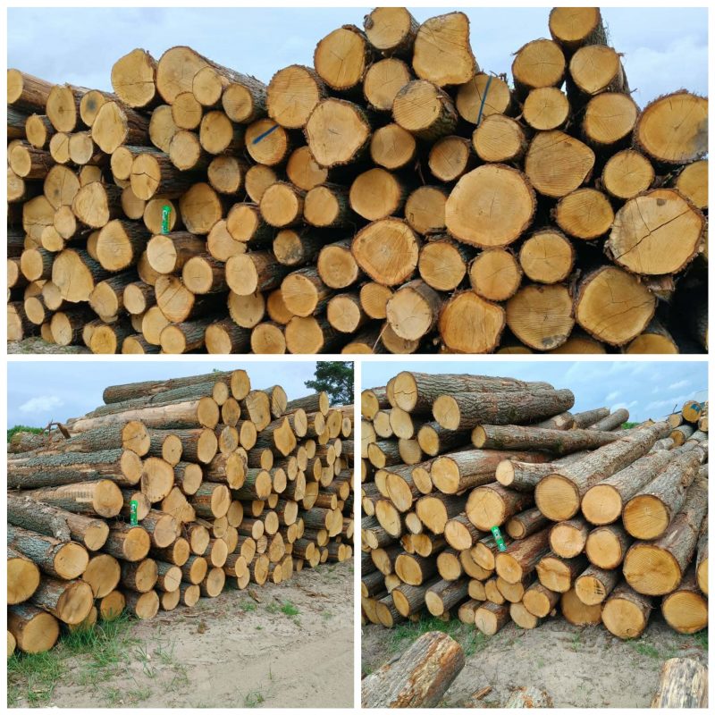 DREWNO DĘBOWE OKRĄGŁE W KORZE 