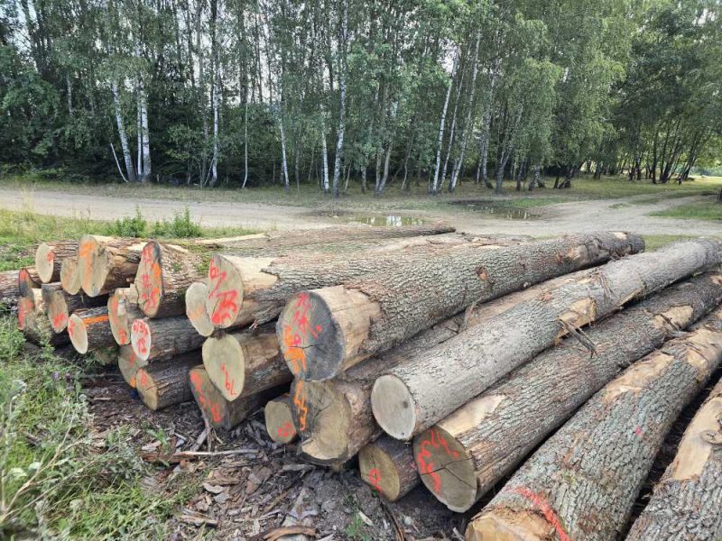 DREWNO DĘBOWE OKRĄGŁE W KORZE 