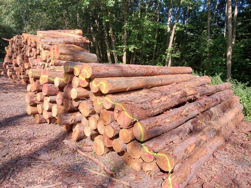 DREWNO MODRZEWIOWE OKRĄGŁE W KORZE 
