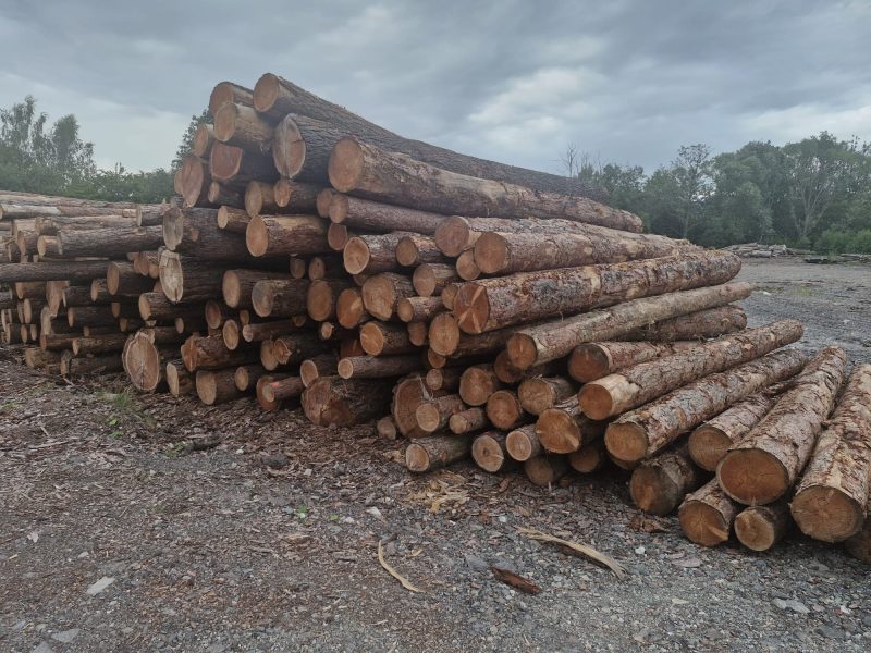 DREWNO MODRZEWIOWE OKRĄGŁE W KORZE 