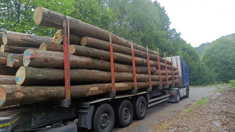 DREWNO DĘBOWE OKRĄGŁE W KORZE 