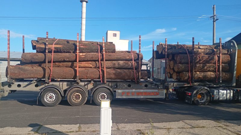 DREWNO DĘBOWE OKRĄGŁE W KORZE 