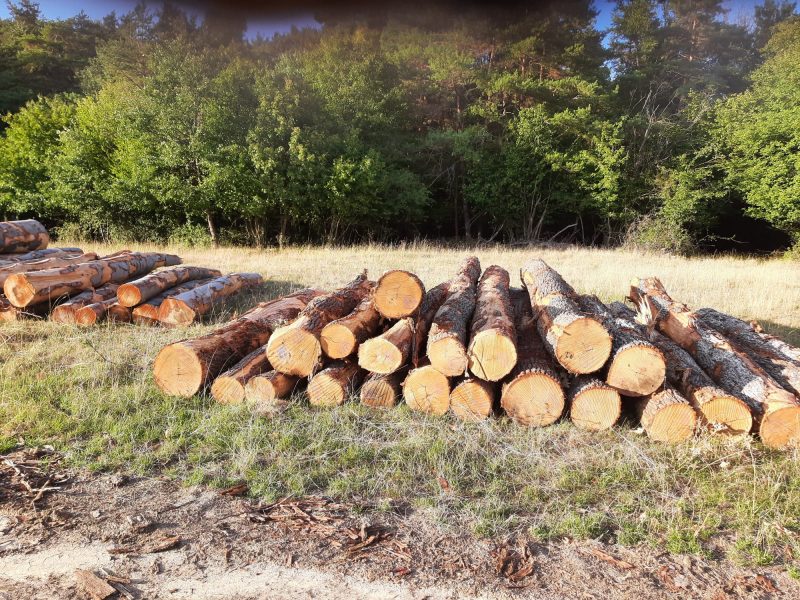 DREWNO DĘBOWE OKRĄGŁE W KORZE 