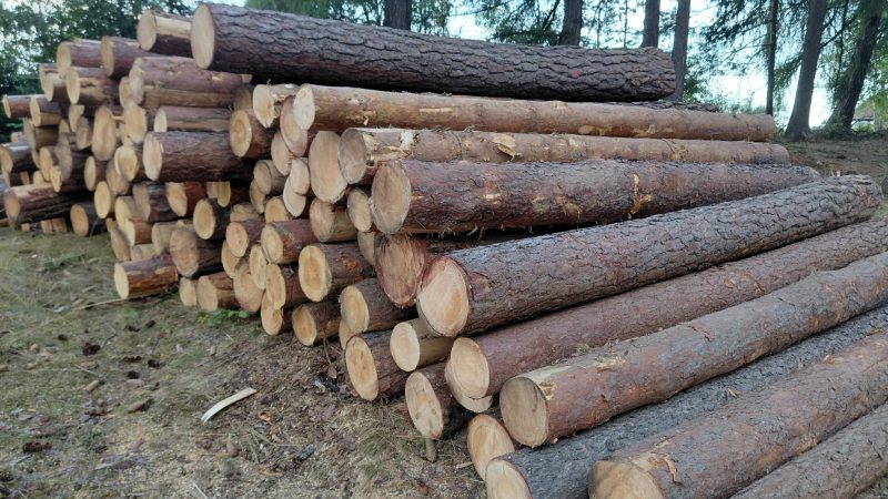 DREWNO SOSNOWE OKRĄGŁE W KORZE 