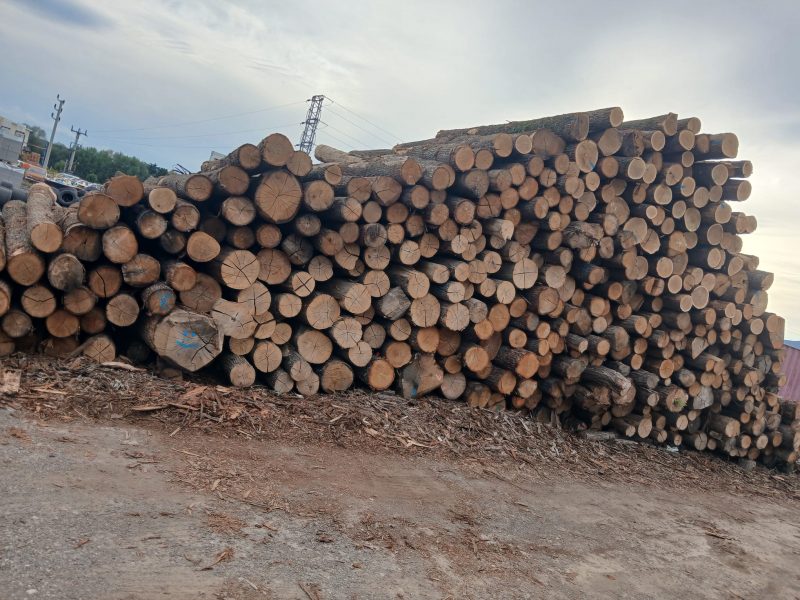 DREWNO DĘBOWE OKRĄGŁE W KORZE 
