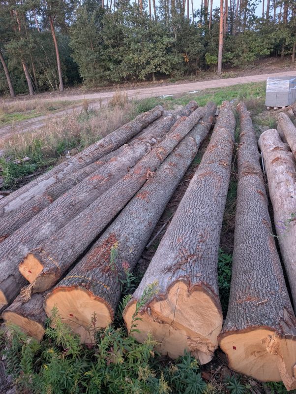 DREWNO DĘBOWE OKRĄGŁE W KORZE 