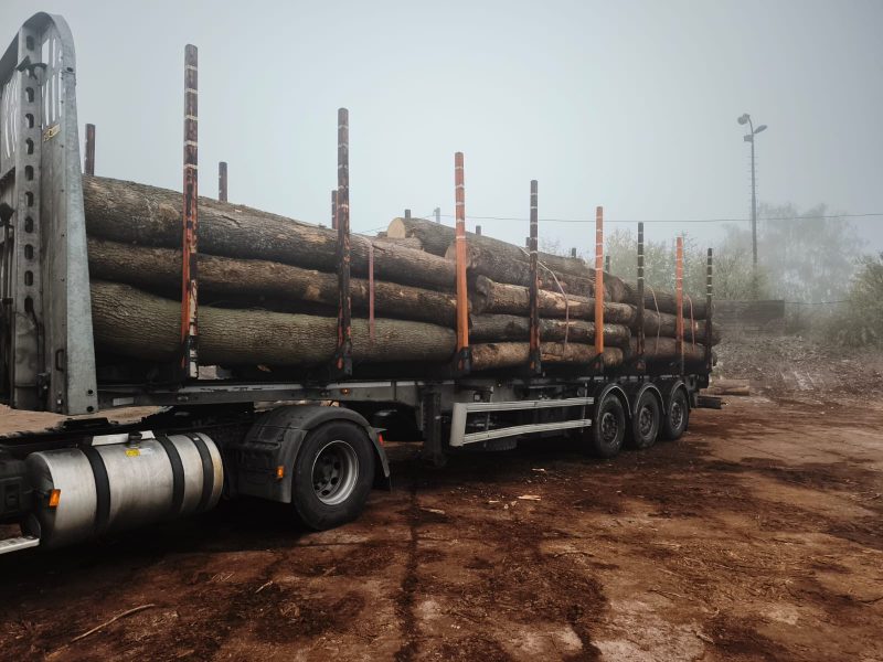 image DREWNO JESIONOWE OKRĄGŁE W KORZE  EUROEXPO-NET