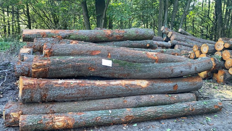 image DREWNO OLCHOWE OKRĄGŁE W KORZE  EUROEXPO-NET