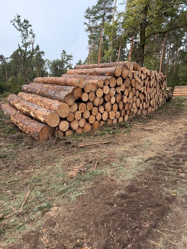 image DREWNO SOSNOWE OKRĄGŁE W KORZE  EUROEXPO-NET