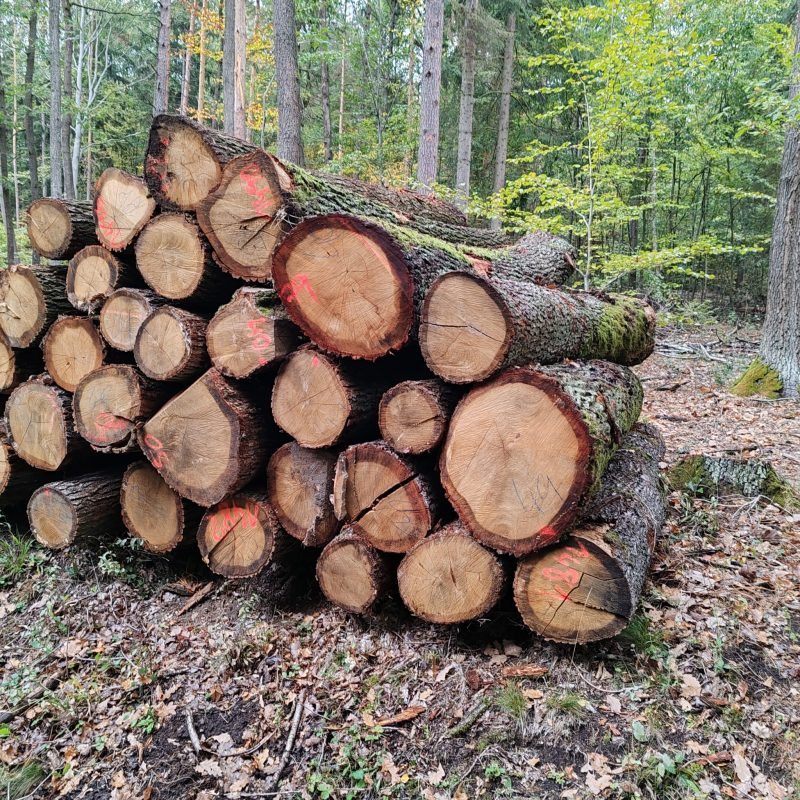 image DREWNO DĘBOWE OKRĄGŁE W KORZE  EUROEXPO-NET