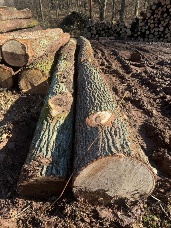 sprzedam DĄB dł. 3/4/5/6m śr. 30-5cm