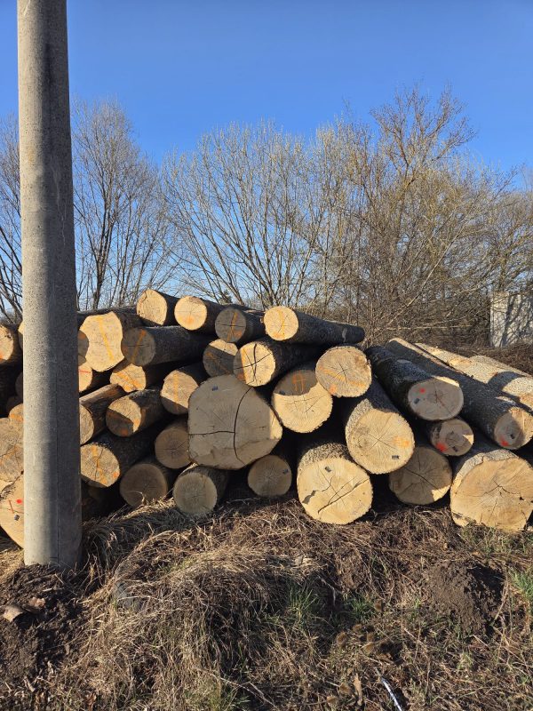 sprzedam Jesion Długości : 4/5/6 m  średnice: 30-50 cm 