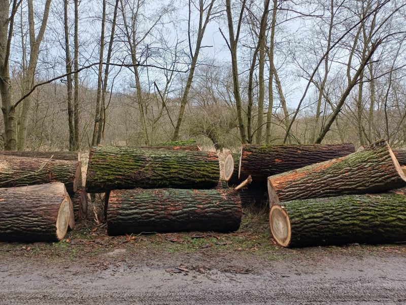 image SPRZEDAM TOPOLĘ dł. 2,5/8/10/12m  EUROEXPO-NET