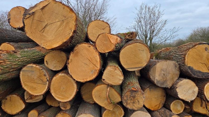 SPRZEDAM DĄB dł. 4/5/6m śr. 40-60cm