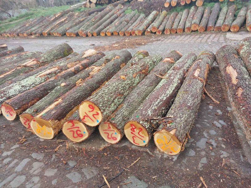 sprzedam DĄB dł. 3/4/5m śr. 25-35cm