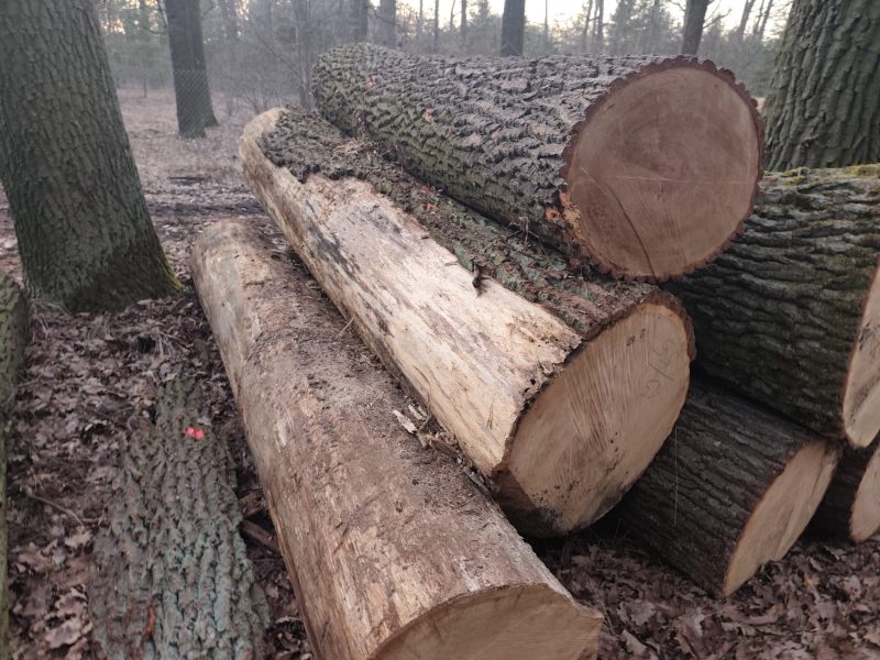 DĄB POSUSZ dł. 3/6m śr. 30-50cm