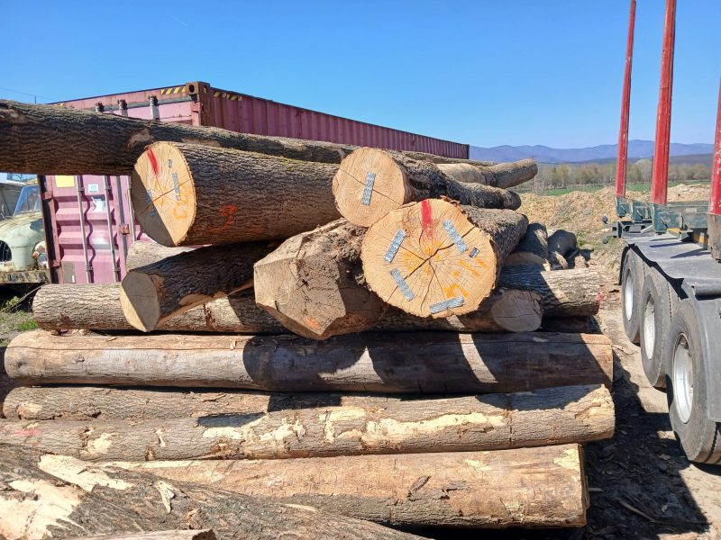 SPRZEDAM JESION dł. 8/10/12m śr. 35-50cm