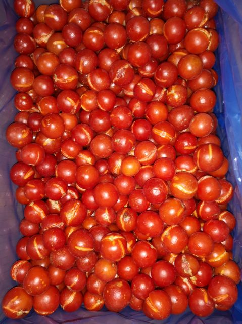 Pomidor mrożony Cherry