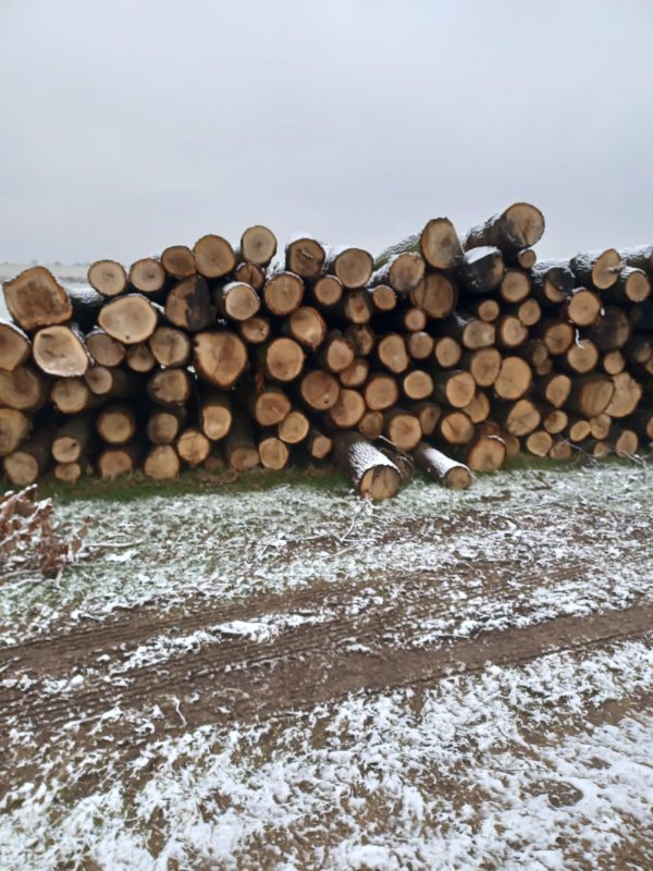 Sprzedam Dąb 4m 30-40cm