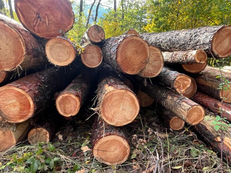 image sprzedam MODRZEW dł. 8/10/12m  EUROEXPO-NET