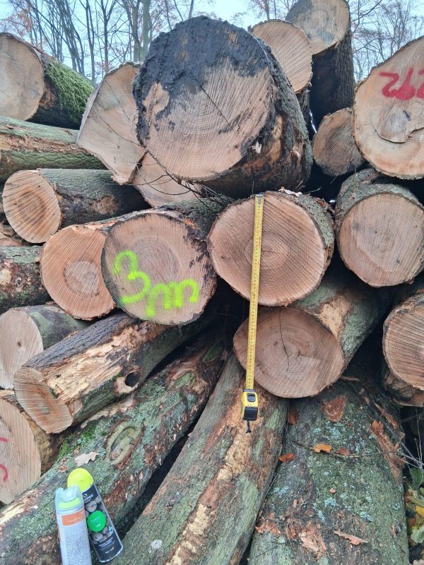 image sprzedam JESION dł. 3/4m  EUROEXPO-NET