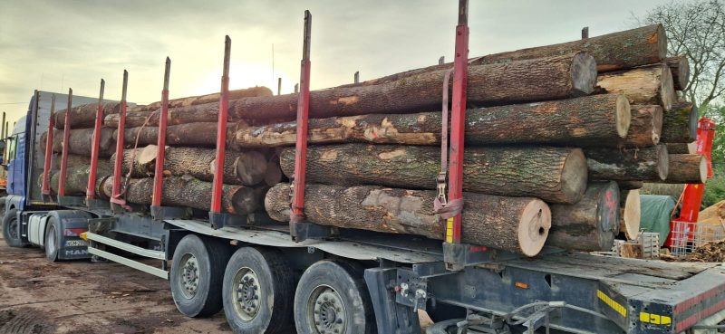 image sprzedam JESION dł. 3/4m  EUROEXPO-NET