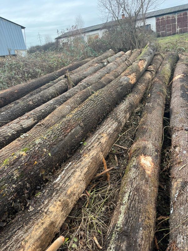 image sprzedam DĄB dł. 8/10/12m  EUROEXPO-NET