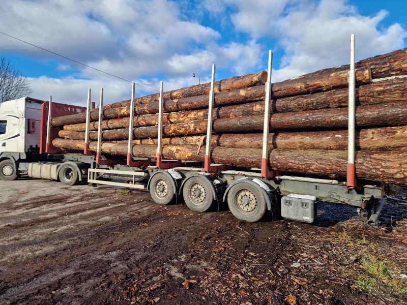 image sprzedam SOSNĘ dł. 8/10/12m  EUROEXPO-NET