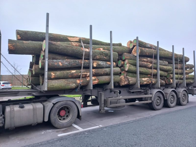 image Sprzedam Jesion Długości :  EUROEXPO-NET